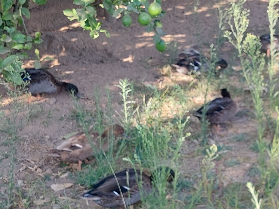 Pato real 3 machos