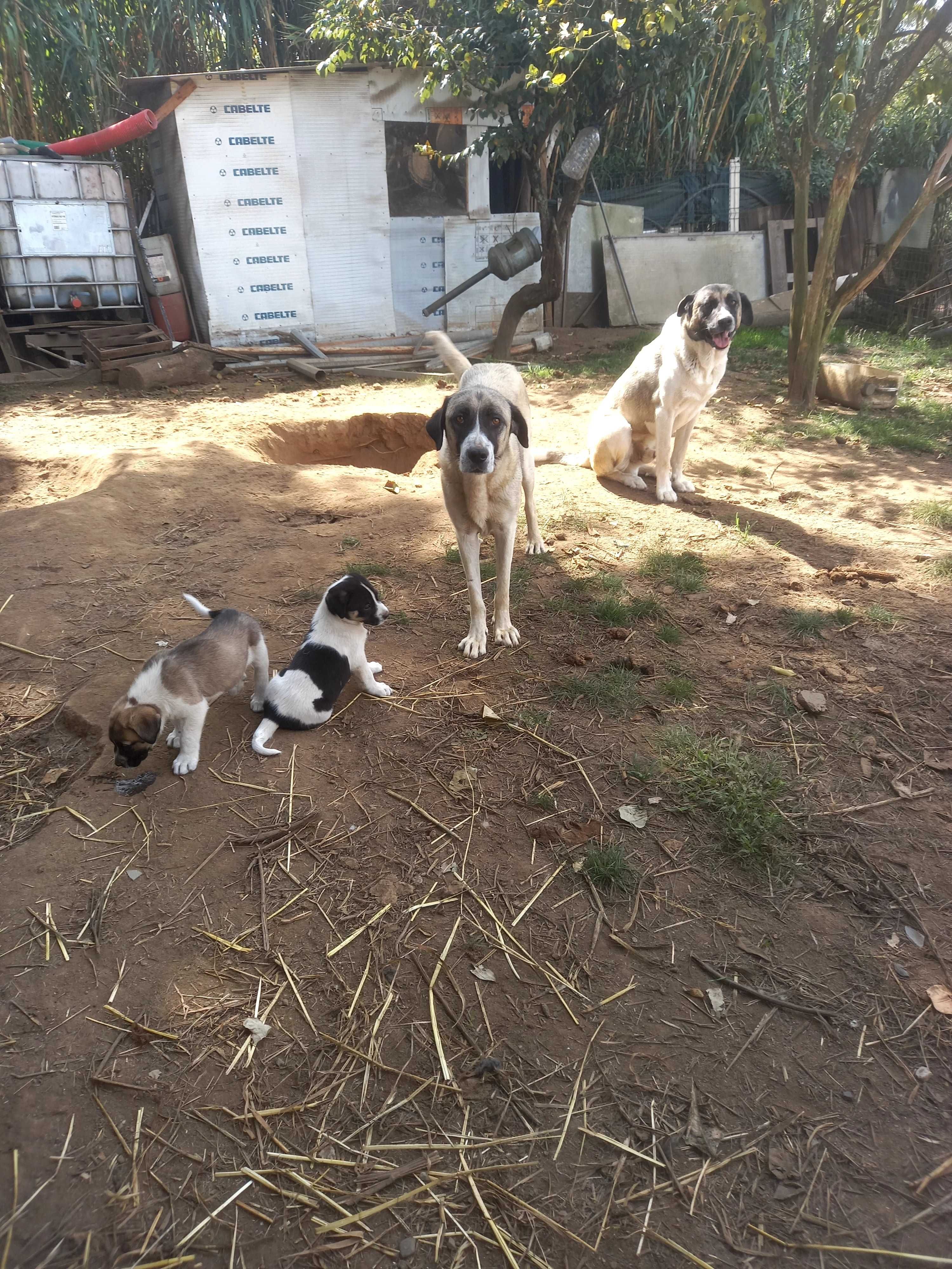 Cães rafeiro alentejano puros