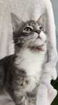Kotka  maine coon
