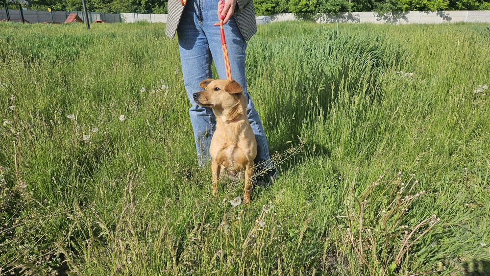 Невеличка стерилізована руденька собачка шукає господарів!