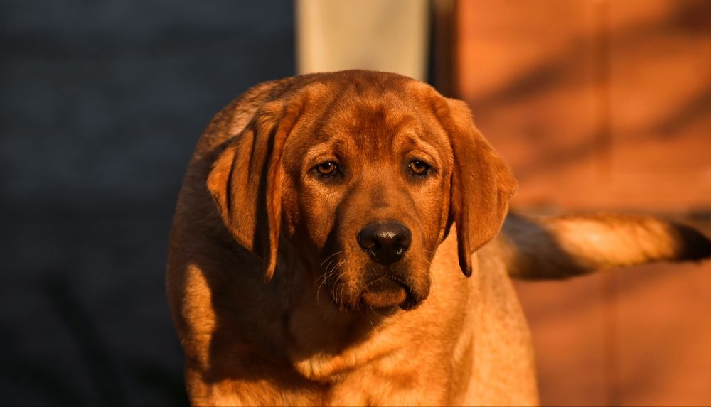 Лабрадор фоксред ексклюзив