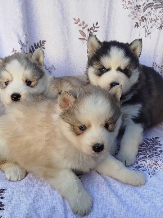 Siberian Husky suczka tel.-5.7.5.3.0.2.0.3.9.