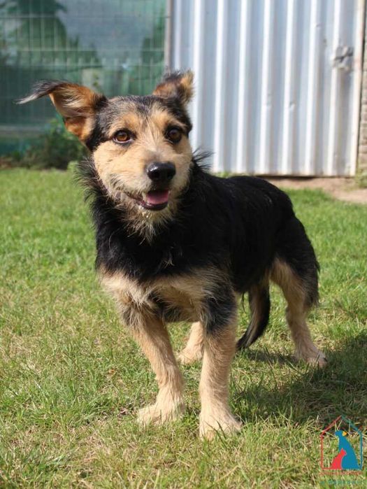 Młody piesek Inu szuka domu!