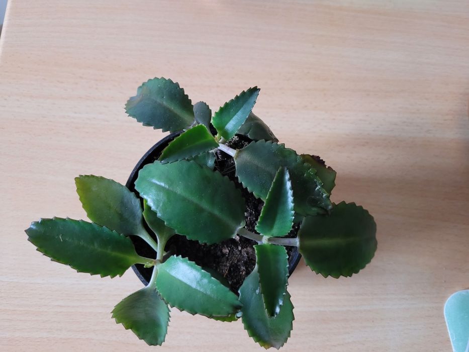 Kwiaty doniczkowe kaktus trzykrotka żyworódka