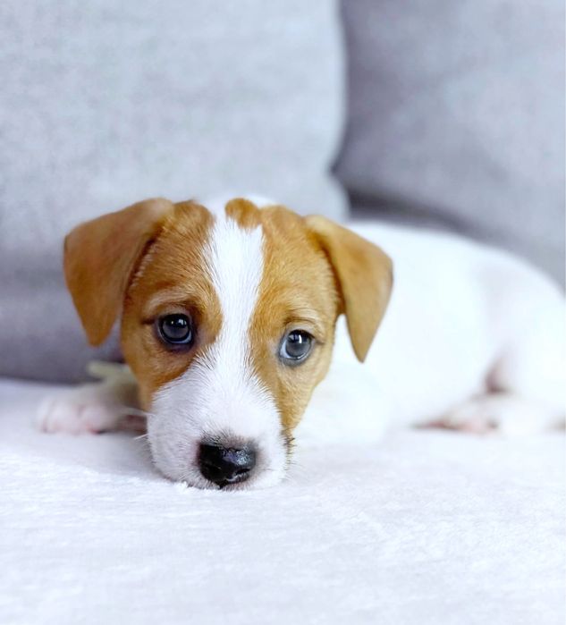 Джек рассел маленька бусінка