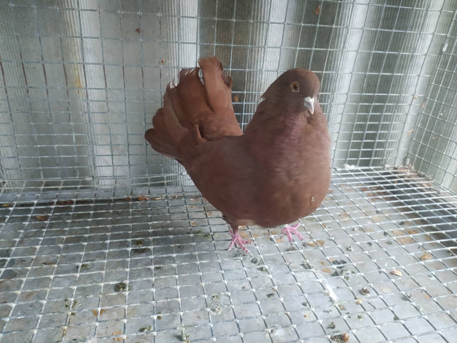 Продам голубей ~ николаевские летные