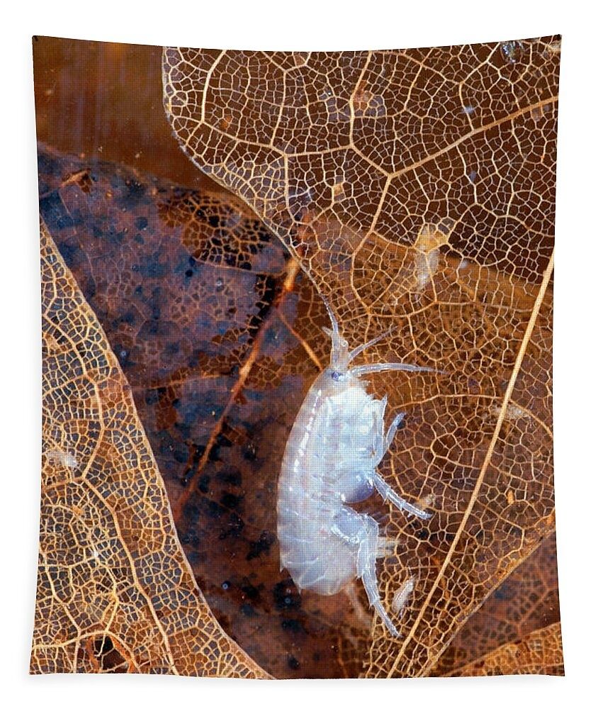 "Kiełż meksykański" (Hyalella Azteca)
