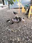 Patos mudos, vários tamanhos.