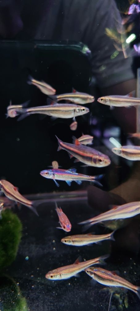 Notropis chrosomus (błyszczek tęczowy) (ślicznotka tęczowa)