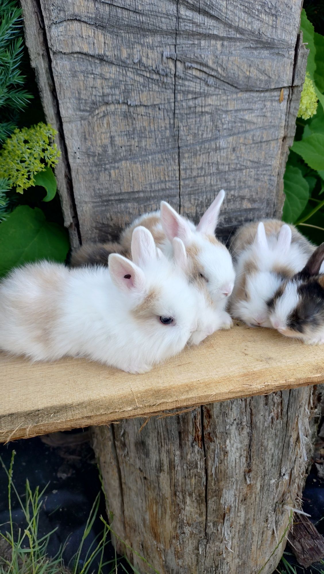 Królik miniaturka teddy mini lop lew
