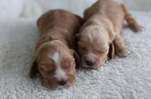 Cocker Spaniel Angielski samiec