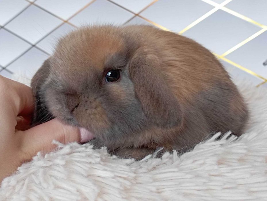 Mini lop karzełek Teddy hodowla zarejestrowana Sweet Teddy & Lop