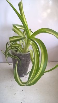 хлорофитум кудрявый Бонни Chlorophytum «Bonnie»