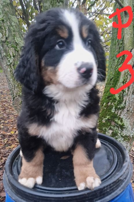 Szczeniak Berneński Pies Pasterski