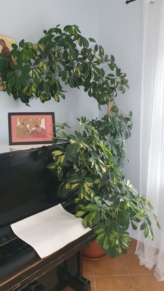 Schefflera drzewkowata doniczkowa 2,25m