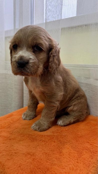 Цуценя Кокер-Спаніеля