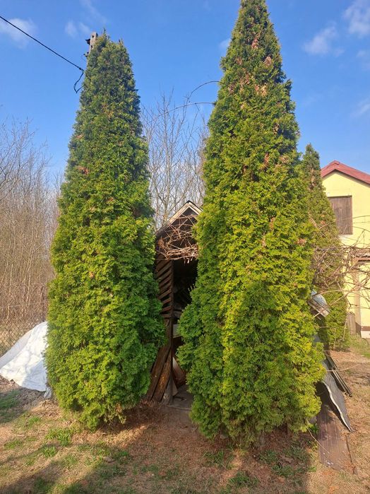 Sprzedam tuje sznaragd 300-600cm koło legionowa