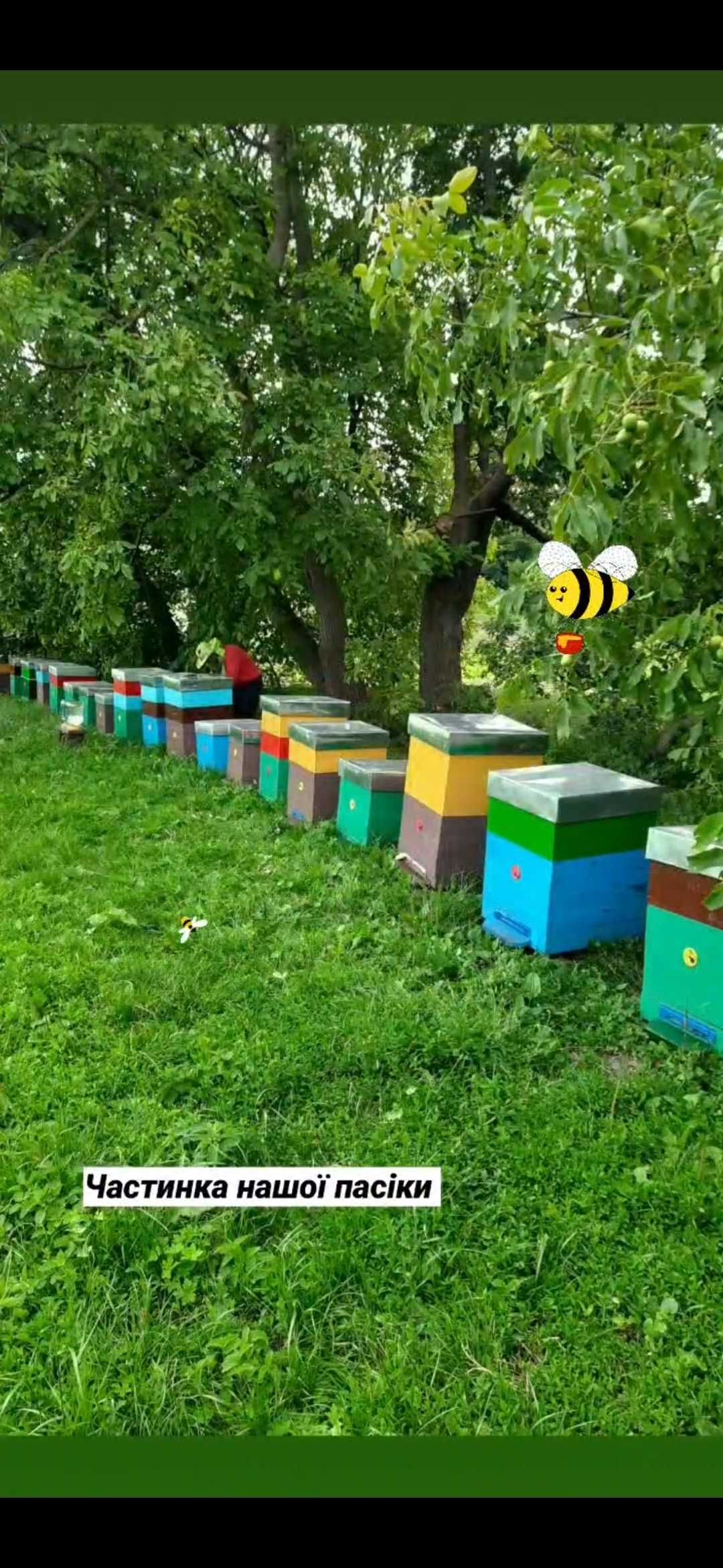 Продам бджолопакети породи Бакфаст