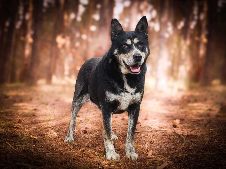 Angel - cudowna psia przyjaciółka