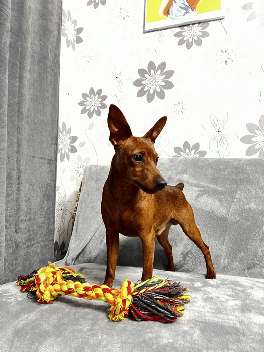 Цвергпінчер для вʼязки