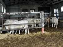 Odsadki Charolaise, Limousine, jedno stado 200-300 kg