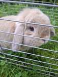 Królik mini lop z hodowli z papierami
