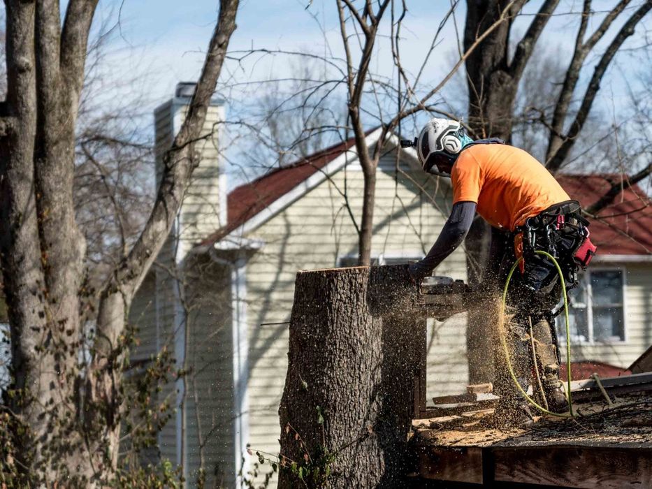 Бесплатная Валка деревьев.