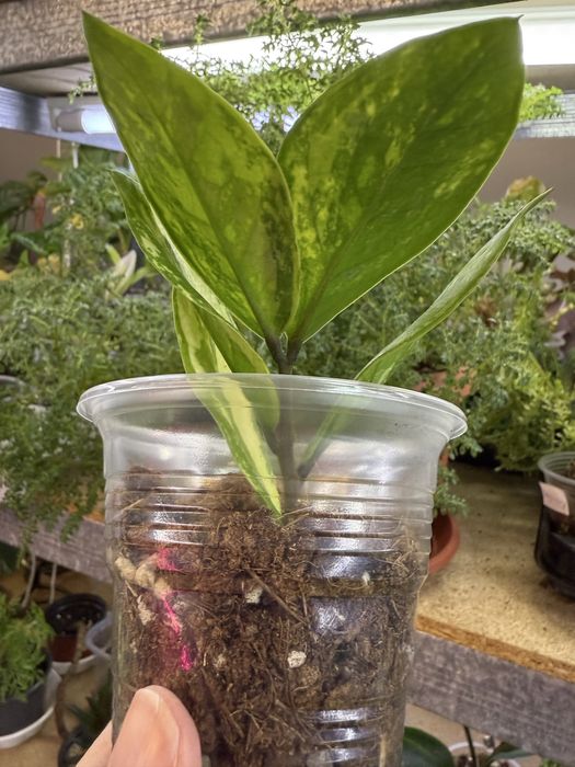 В пропозиції Заміокулькас варієгатний