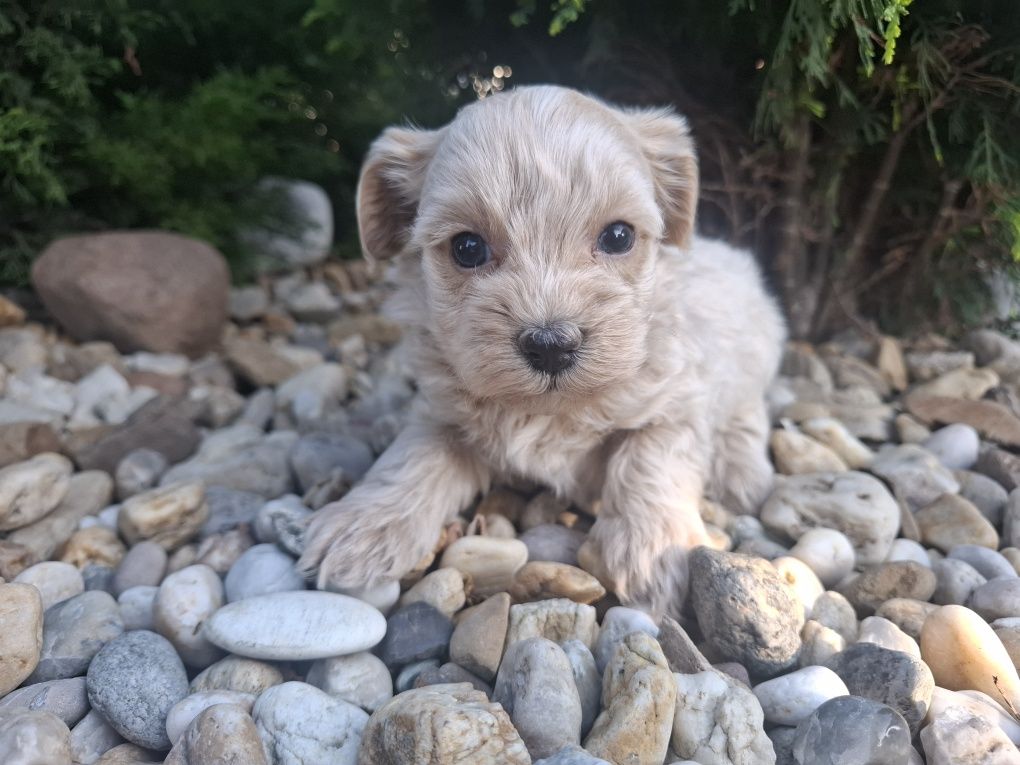 Maltipoo piesek mini xs maltańczyk/pudel miniaturowy chłopak