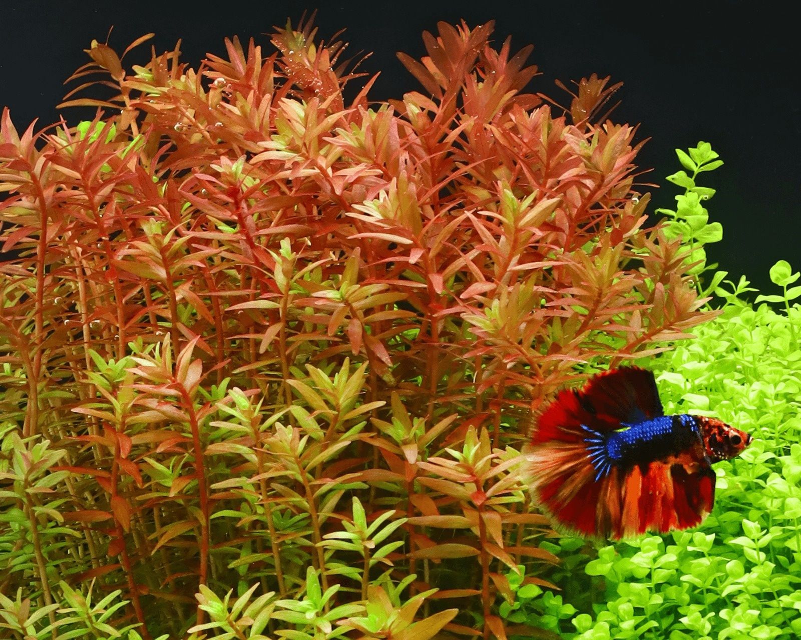 Plantas para aquário