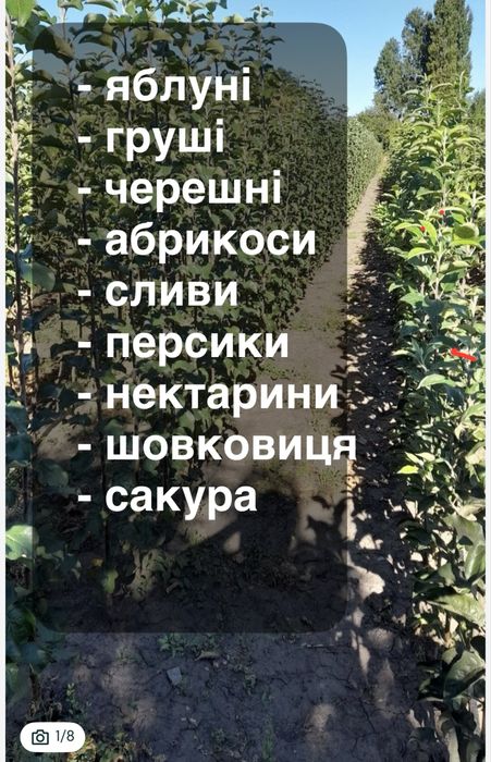 Саджанці плодових, кущових,  ягідних саженци