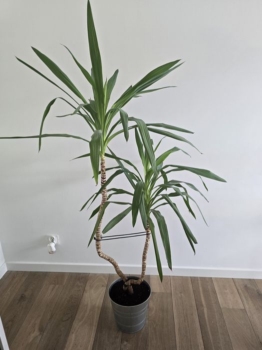 Palma Juka domowa doniczkowa 150cm roślina doniczkowa Julka