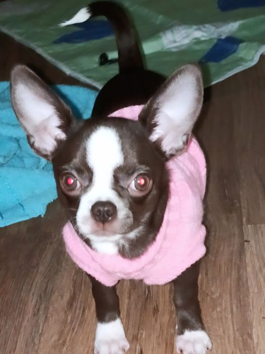 Чихуахуа девочка