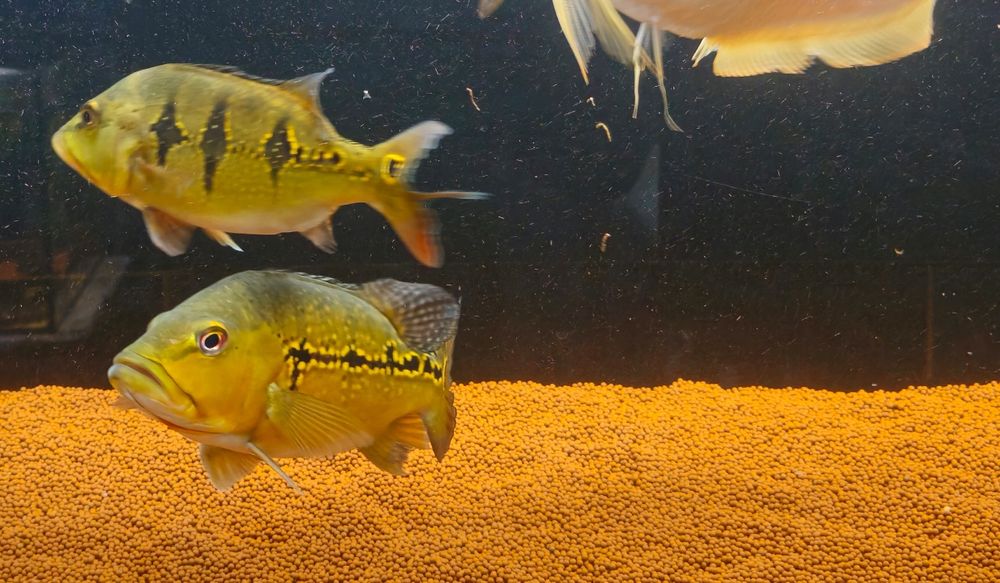 Ciclhas 4 exemplares