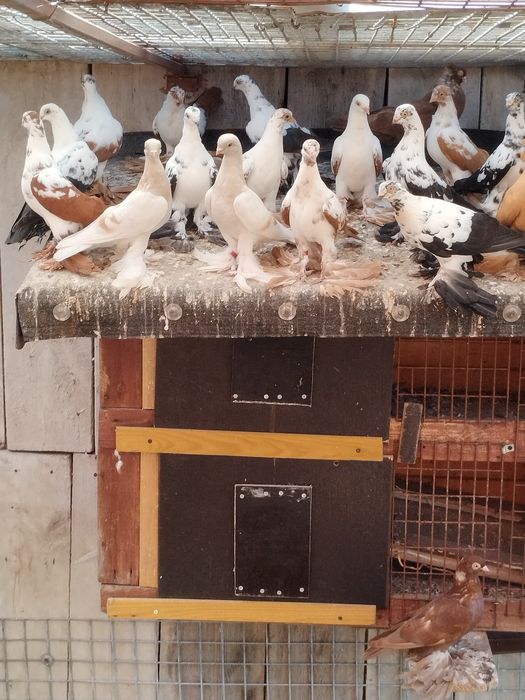 Blawindry ,blauwindry, gołębie ozdobne