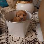 Maltipoo red i red brown MINI rodzice ok 2,5kg