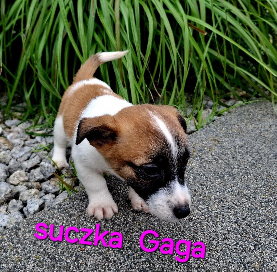 Śliczna malutka  !!!  Gaga J ack Russell krótkie nóżki  RODZICEWHODOWL