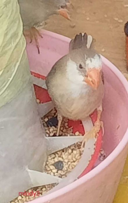 Astryld trzcinowy. Trzciniak.