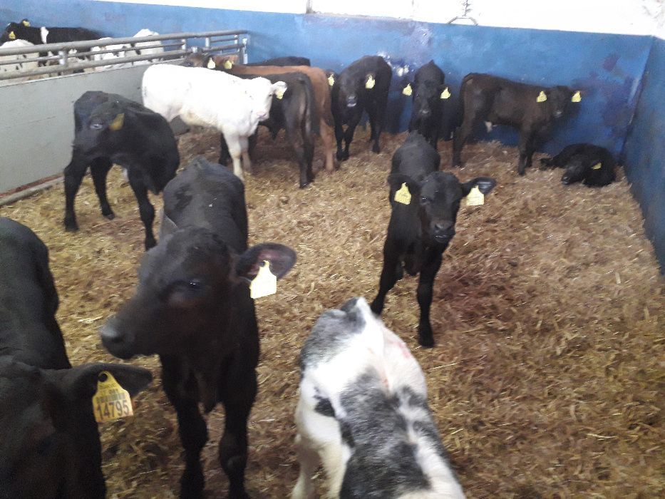 Jałóweczki i byczki HF, CB, MM transport na miejsce, różne wielkości