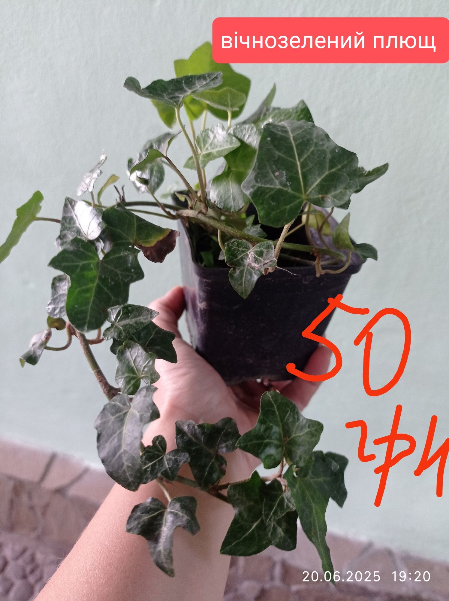 Продам хризантему мультифлора
