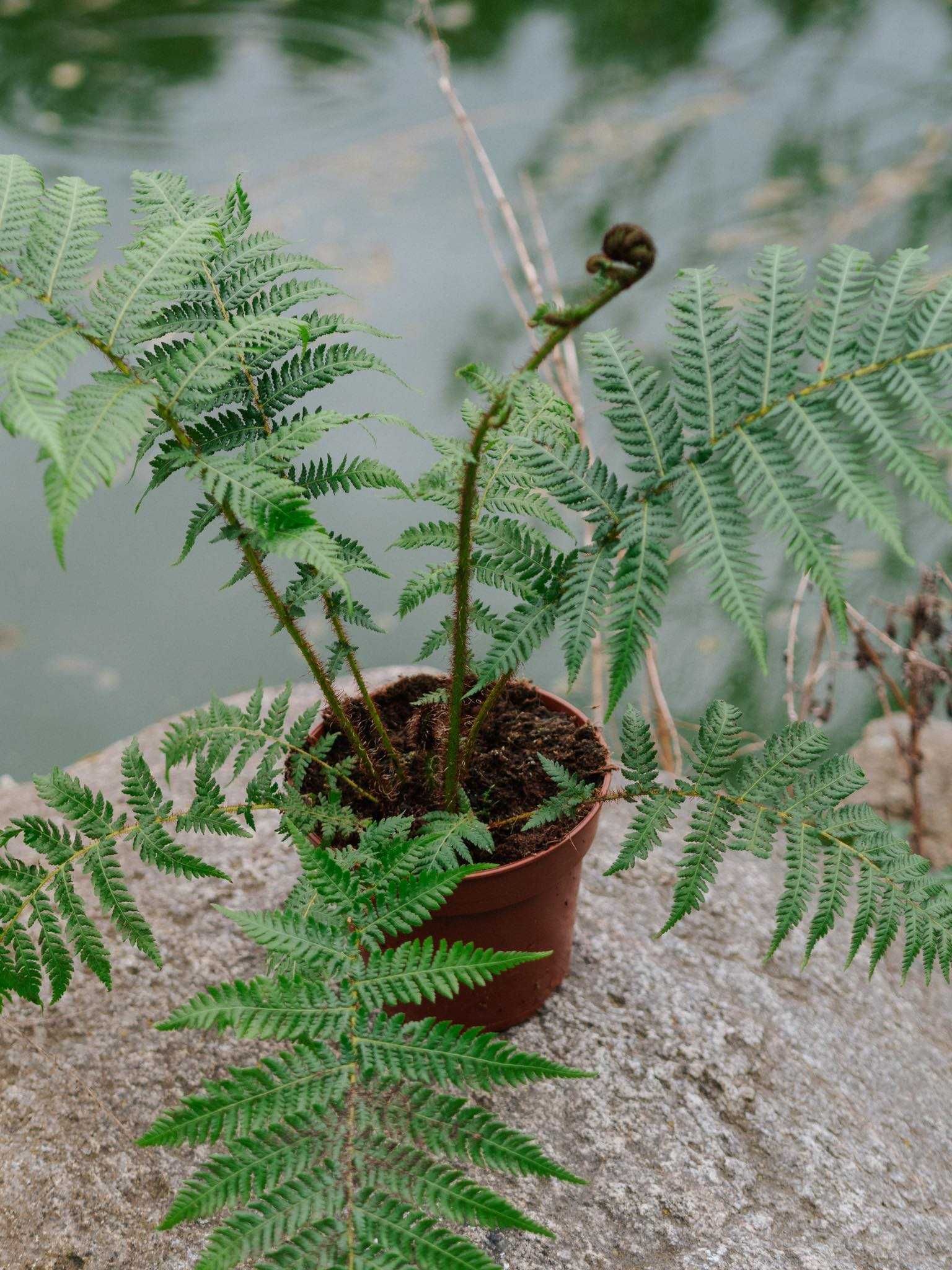 Paproć drzewiasta Cyathea Cooperi UNIKAT paszport i FV