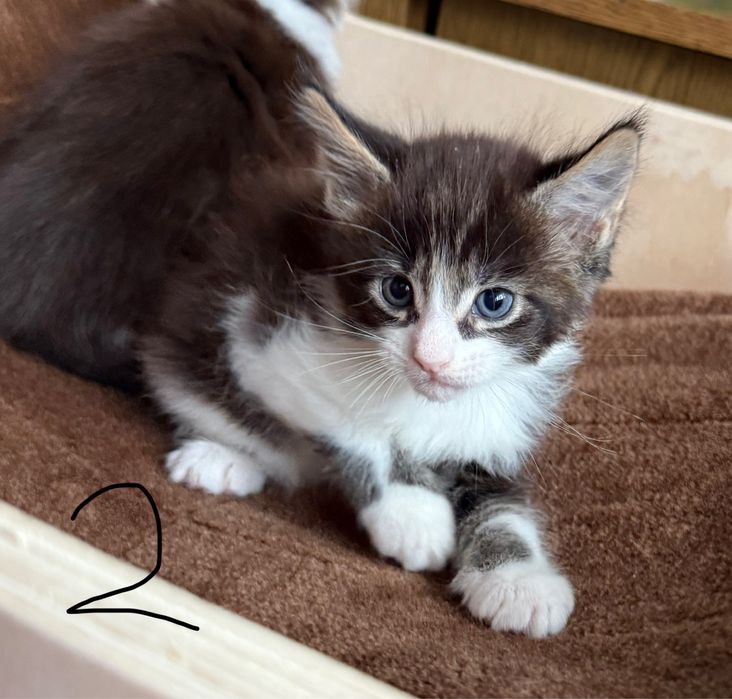 Świąteczny miot Maine Coon – gotowy do odbioru na Boże Narodzenie!