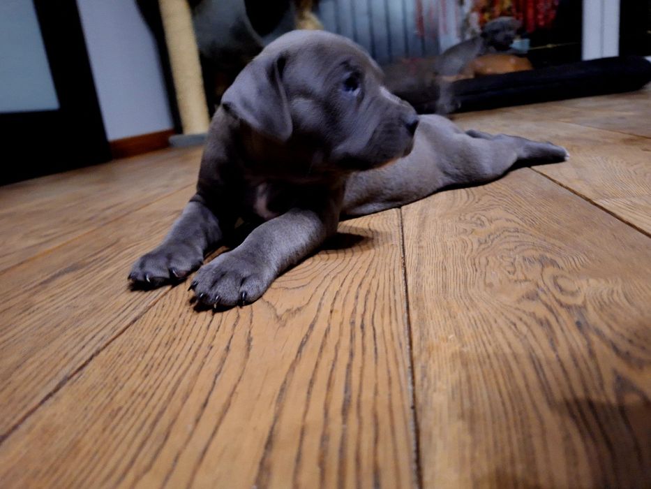 Szczeniak American Staffordshire Terrier (Amstaff).