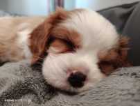 Cavalier King Charles Spaniel