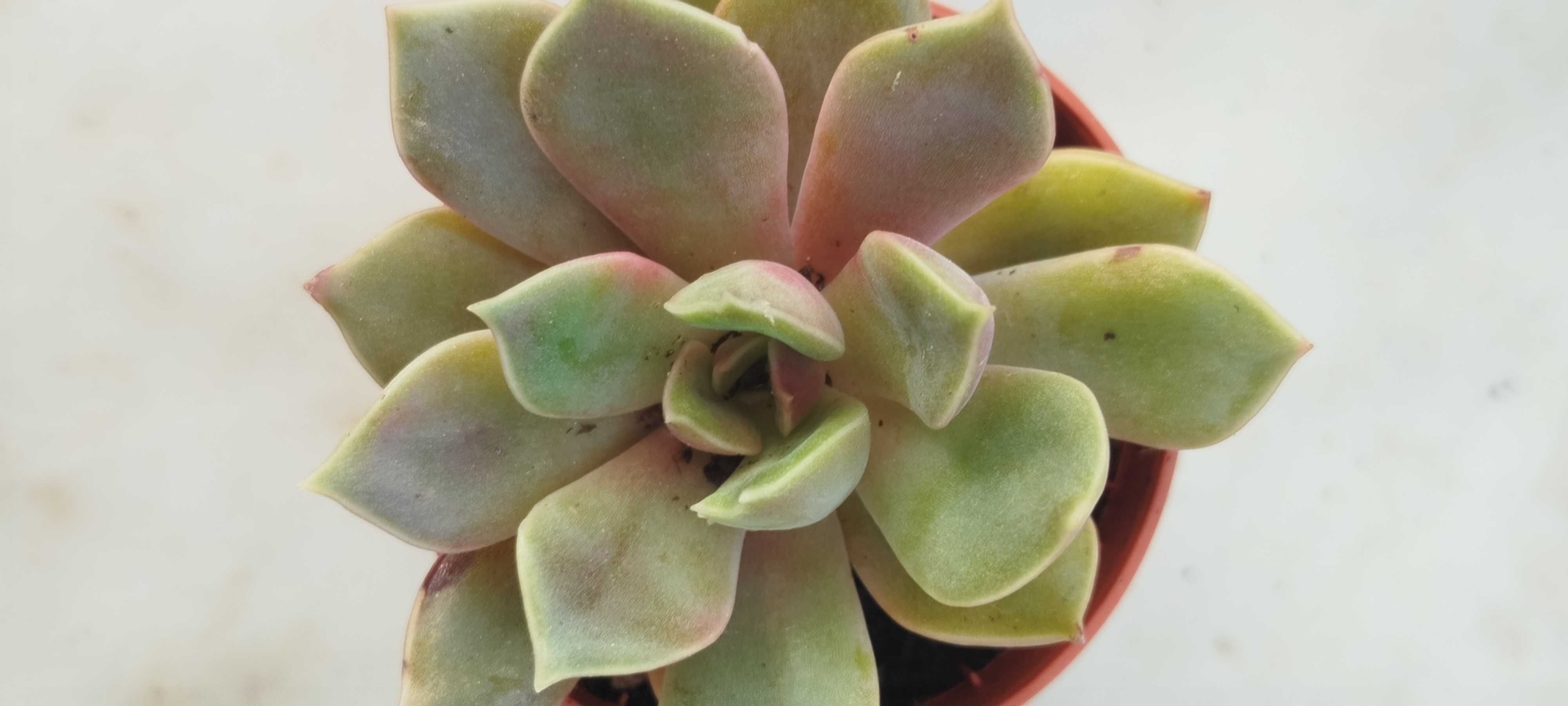 Suculenta a 1.50€