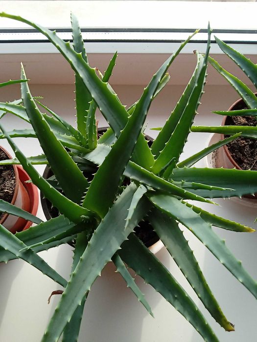 Ало́е (Aloe) — рід сукулентних рослин