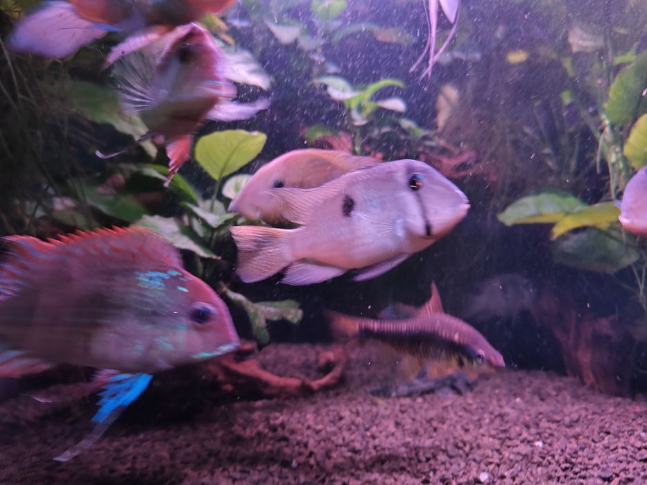 Trio Guianacaras Dacrya