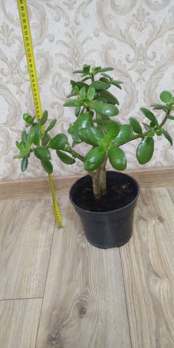 Крассула,грошове дерево,сукуленти