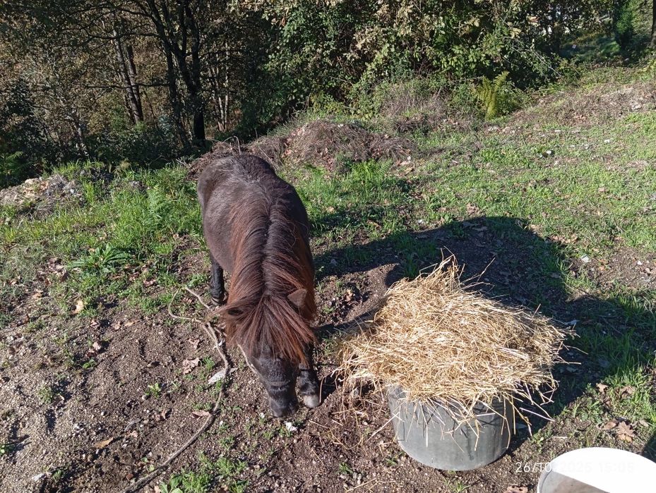 Vendo pônei raça pequena