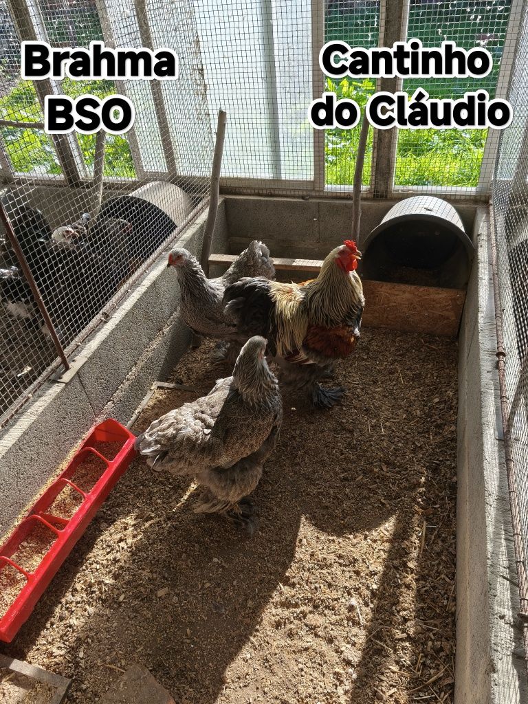 Ovos galados de galinhas de raça pura